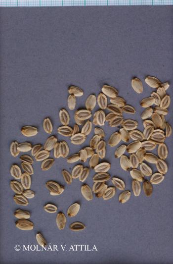 Peucedanum arenarium Waldst. et Kit. 2.Kép