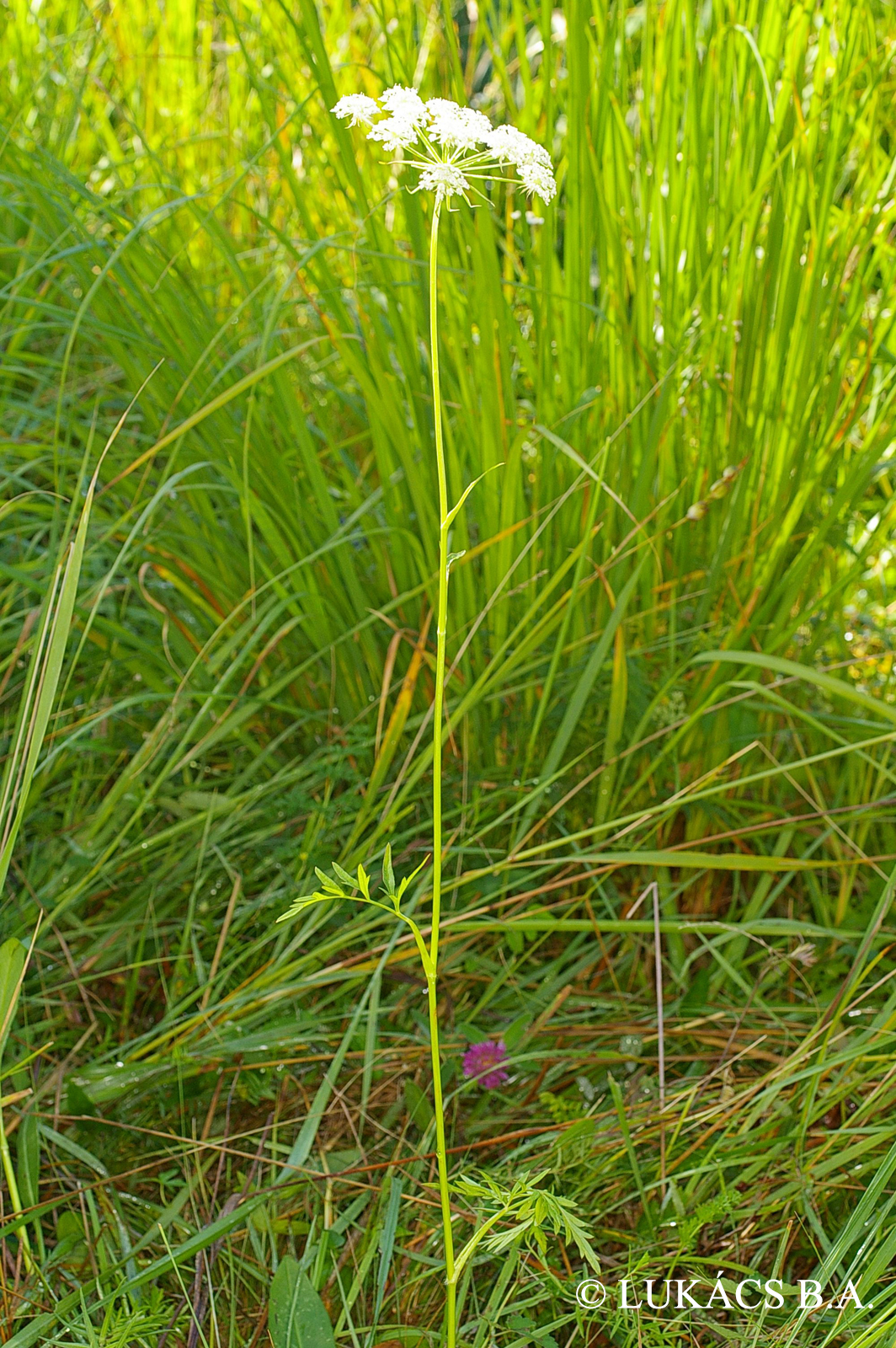 Peucedanum carvifolia Vill.