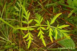 Peucedanum carvifolia Vill. 2.Kép