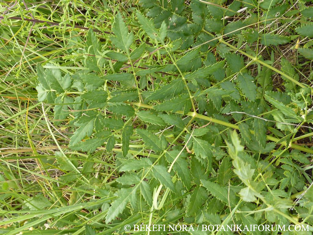 Peucedanum cervaria (L.) Lapeyr.