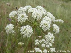 Peucedanum cervaria (L.) Lapeyr. 2.Kép