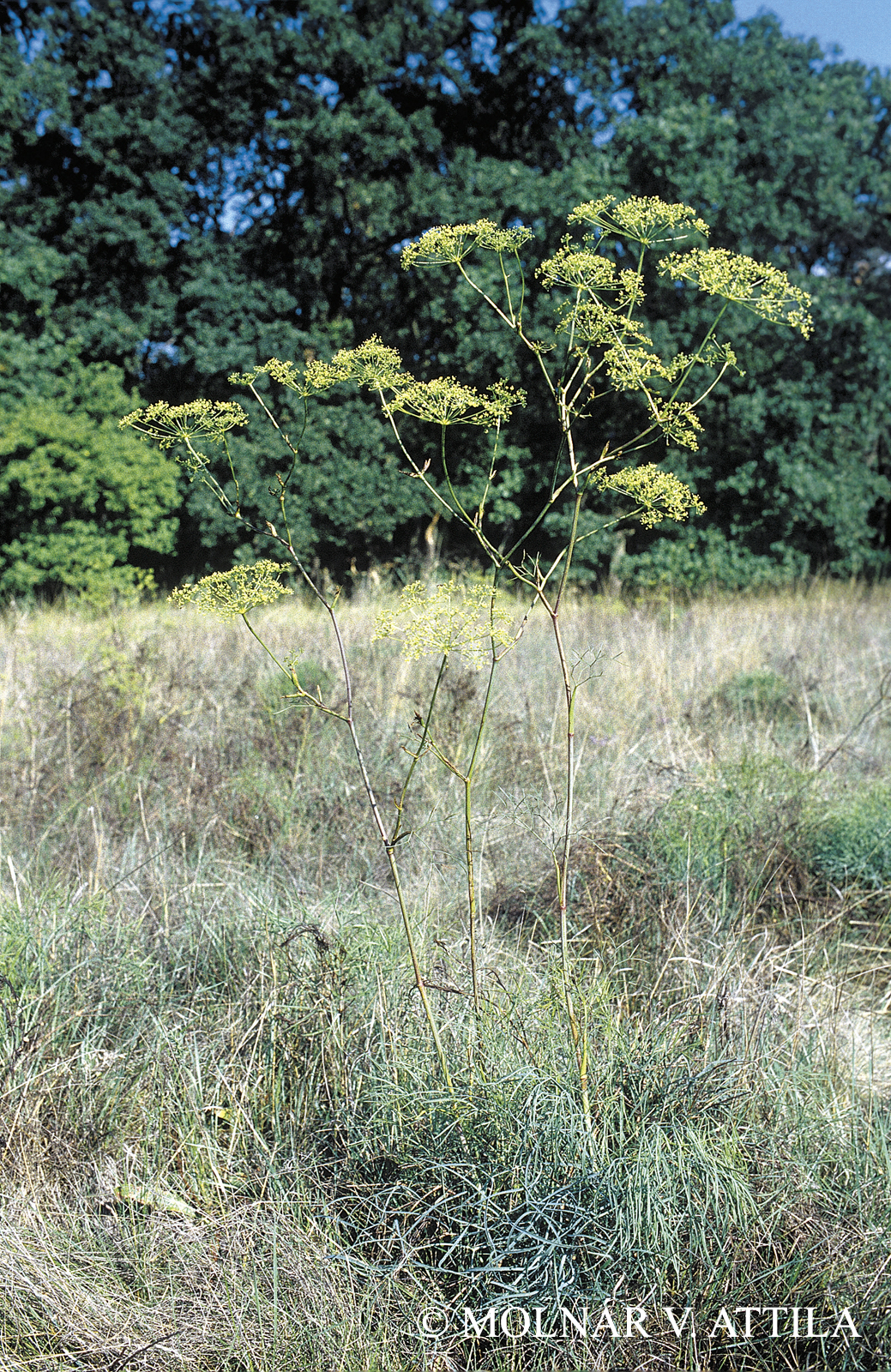Peucedanum officinale L.