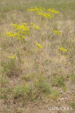 Peucedanum officinale L. 2.Kép