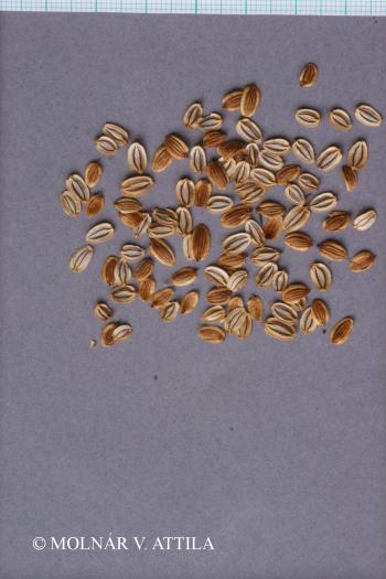 Peucedanum officinale L. 3.Kép