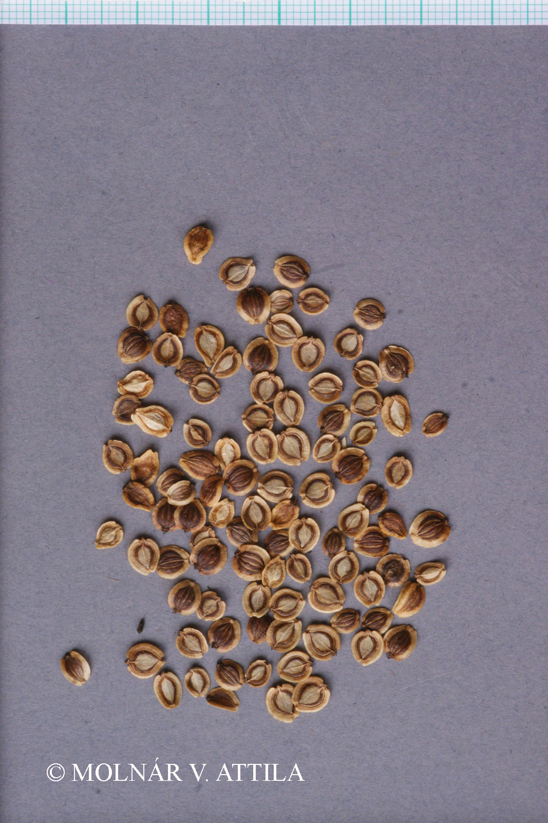 Peucedanum oreoselinum (L.) Moench