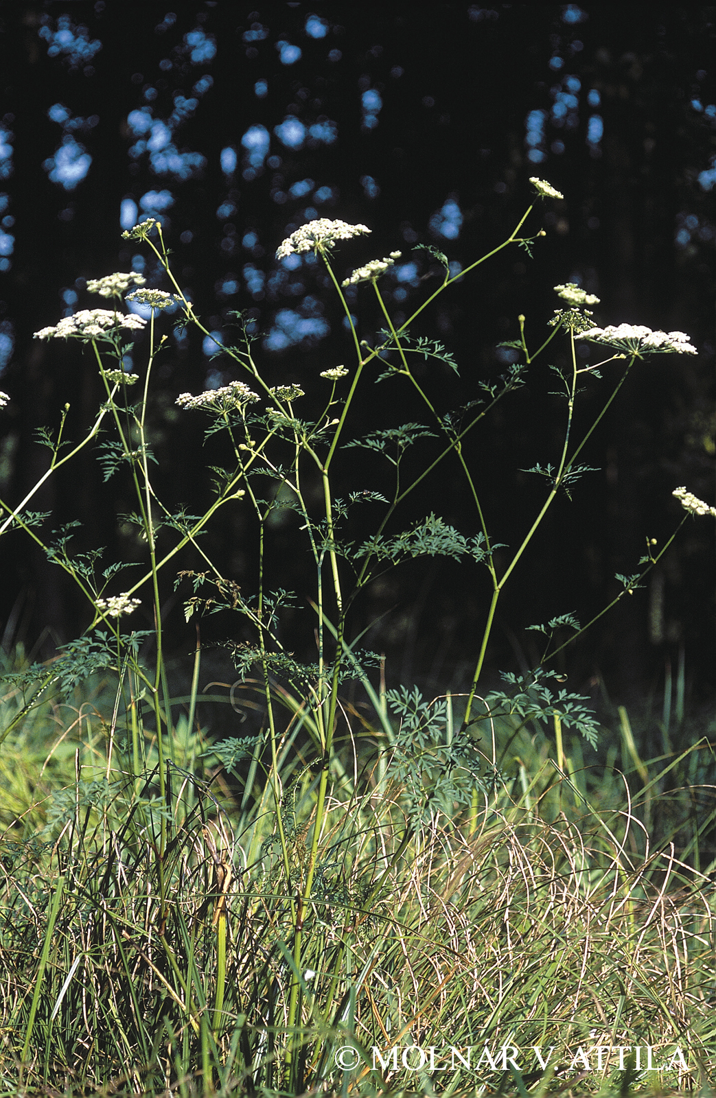 Peucedanum palustre (L.) Moench