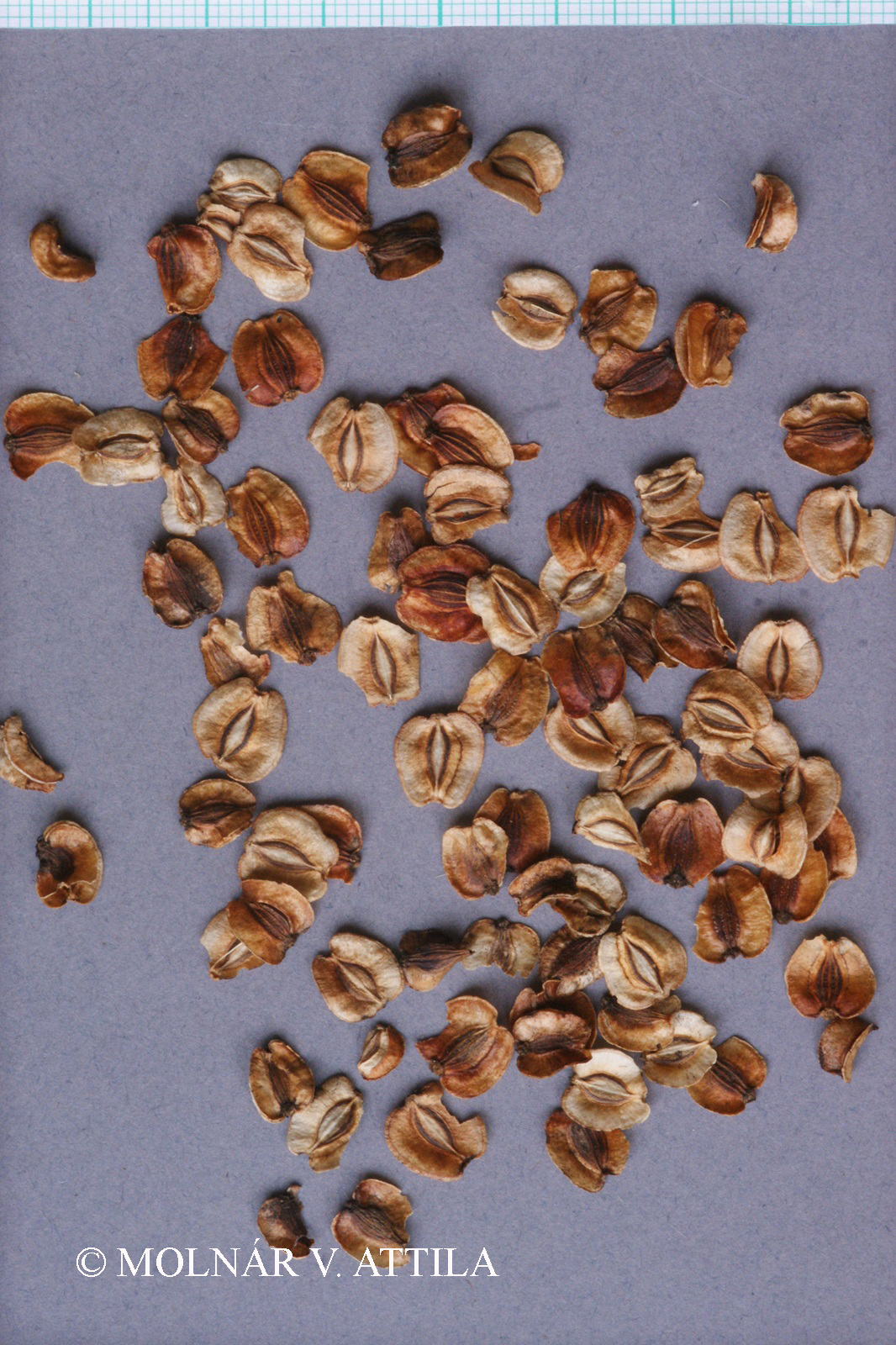 Peucedanum verticillare (L.) W.D.J. Koch