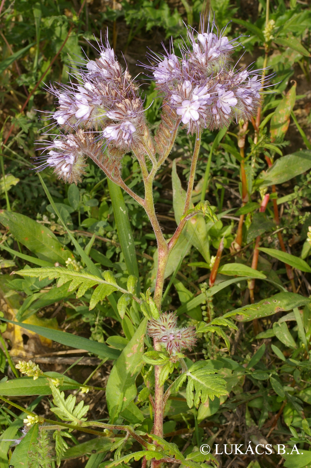 Phacelia tanacetifolia Benth.
