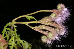 Phacelia tanacetifolia Benth. 2.Image