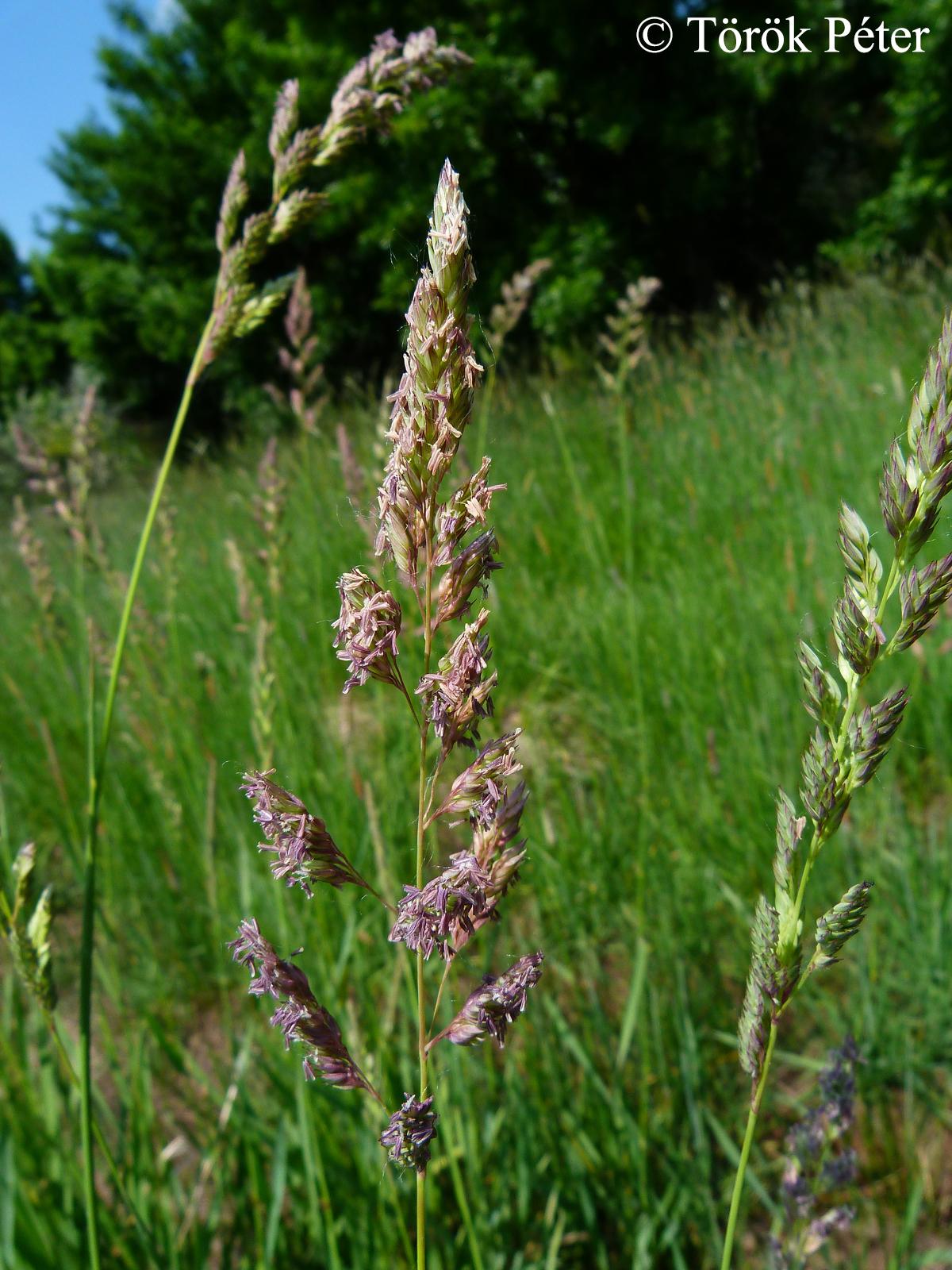 Phalaris arundinacea L.