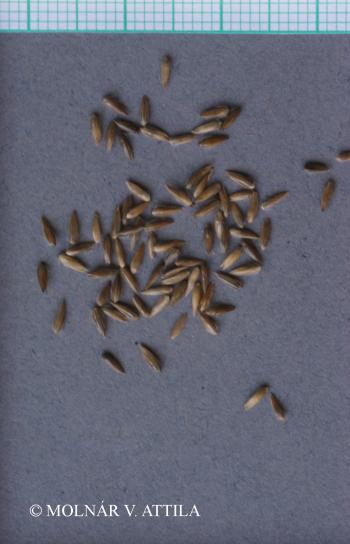 Phalaris arundinacea L. 2.Image