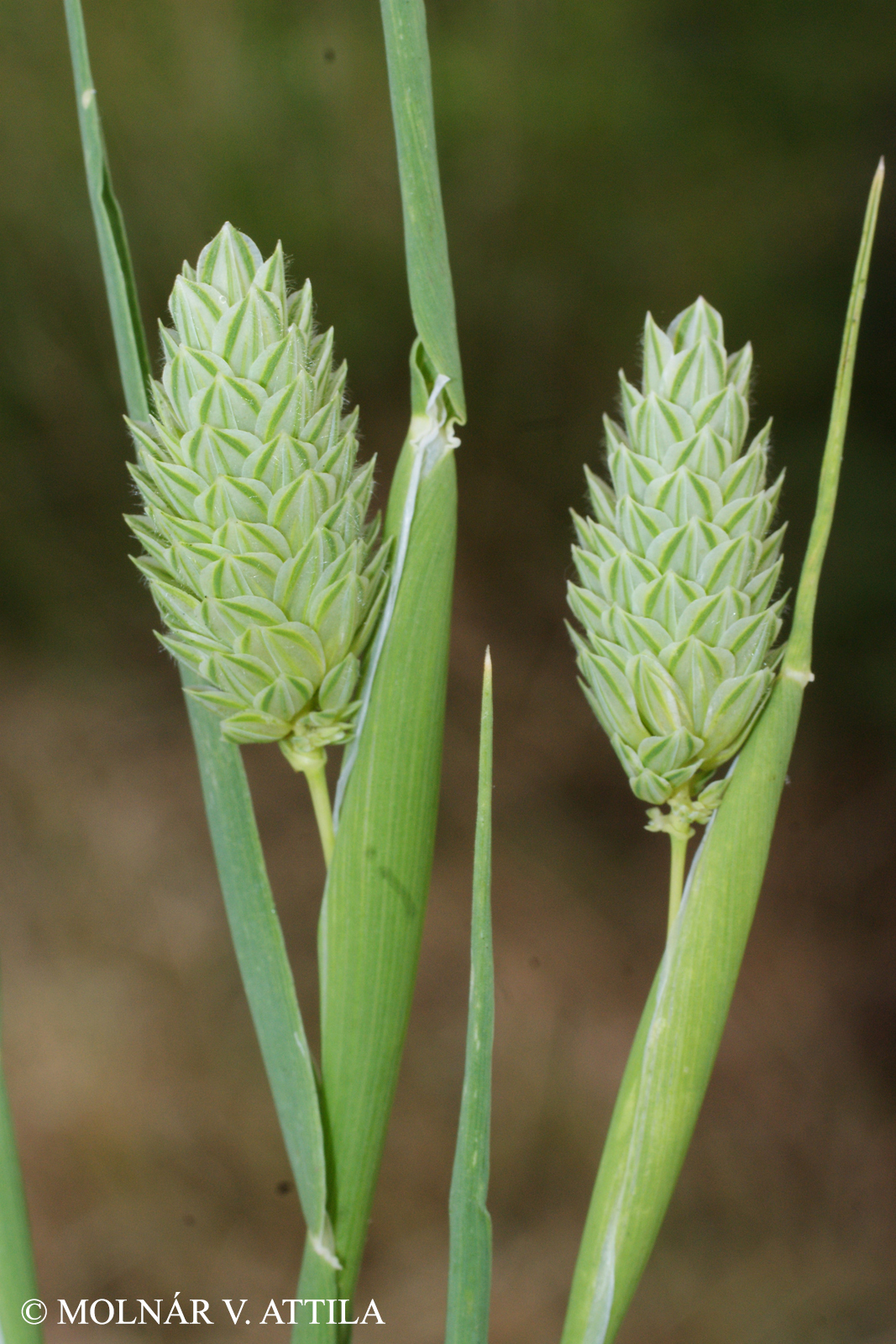 Phalaris canariensis L.