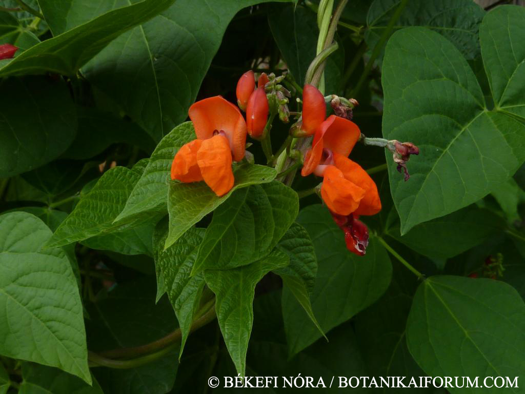Phaseolus coccineus L.