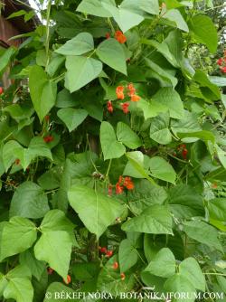 Phaseolus coccineus L. 2.Image