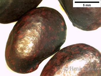 Phaseolus coccineus L. 3.Image