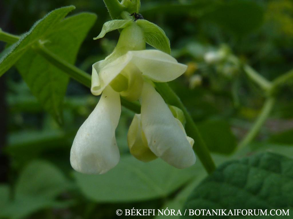 Phaseolus vulgaris L.