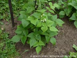 Phaseolus vulgaris L. 2.Image