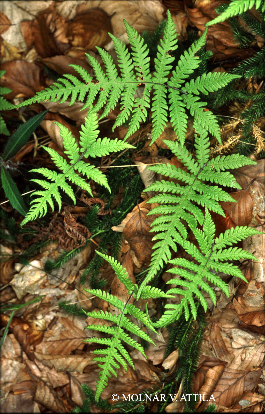 Phegopteris connectilis (Michx.) Watt