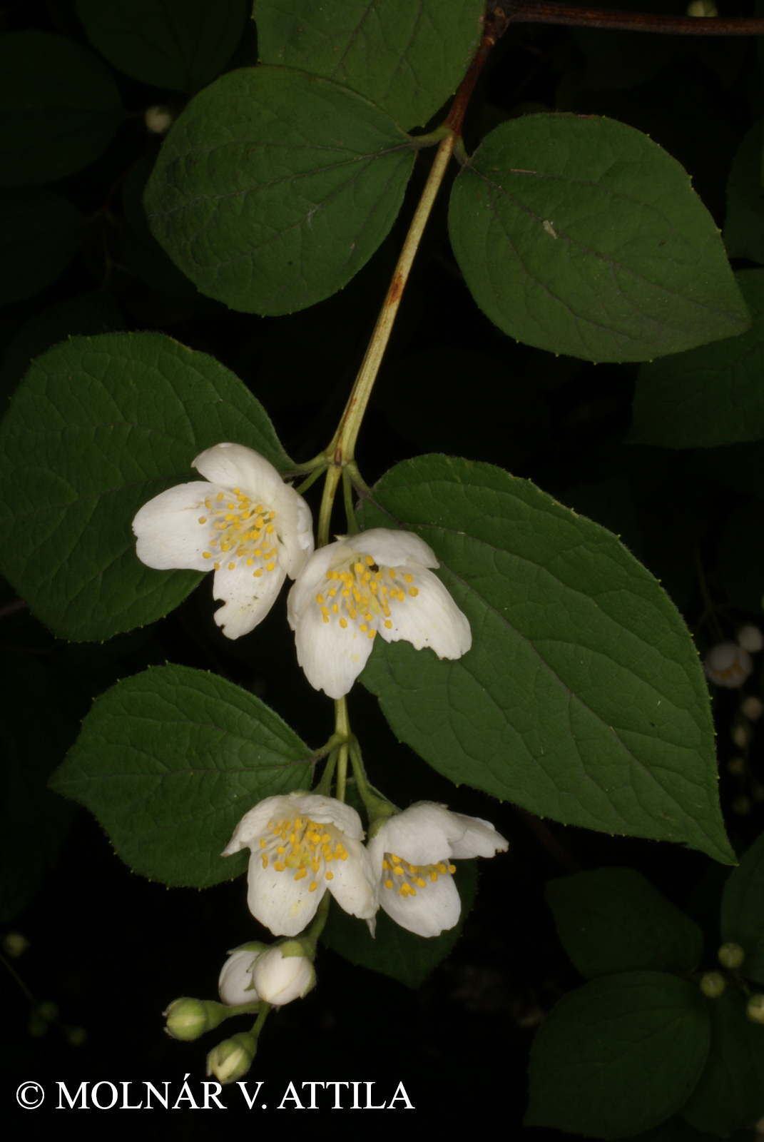 Philadelphus coronarius L.