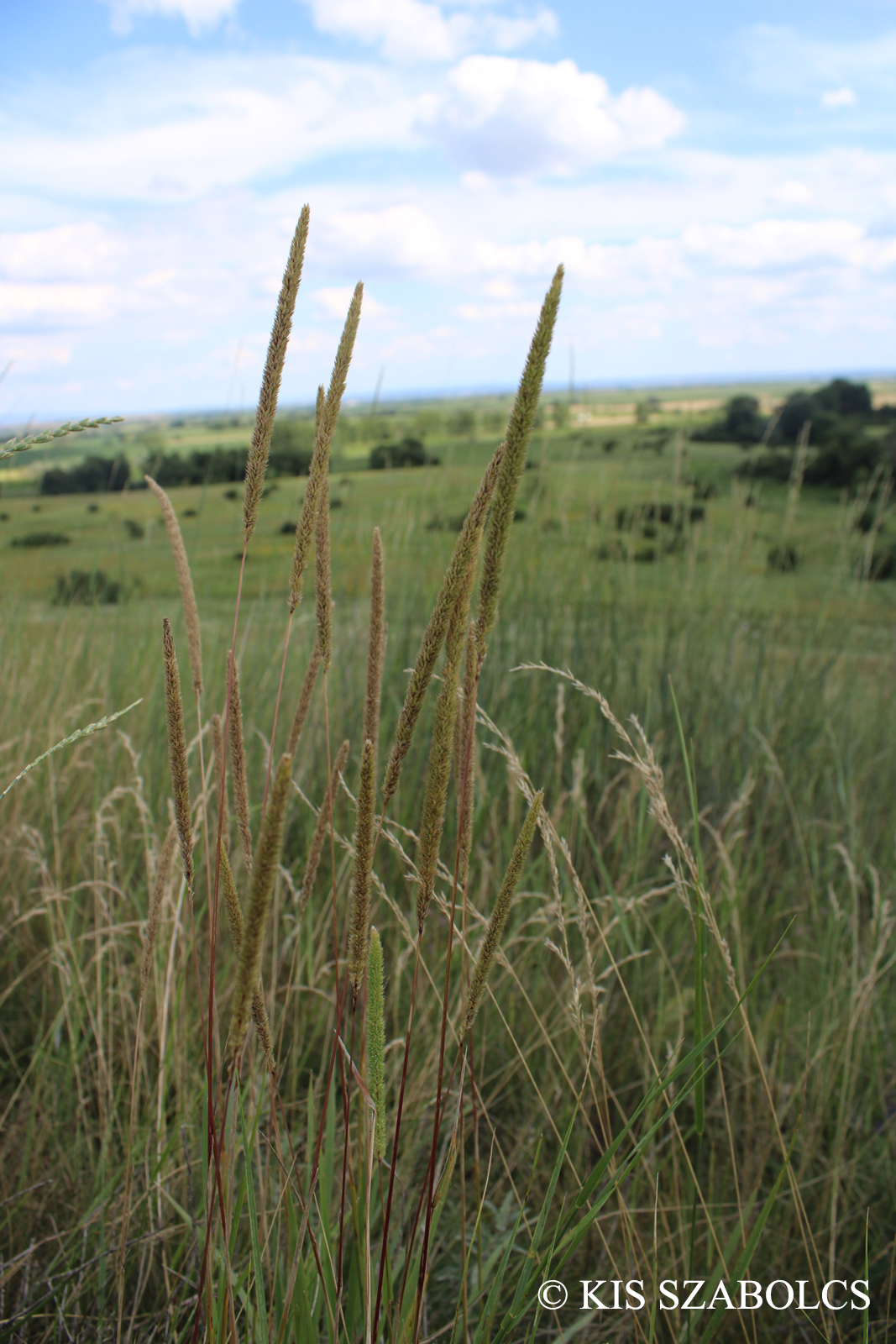 Phleum phleoides (L.) Karst.