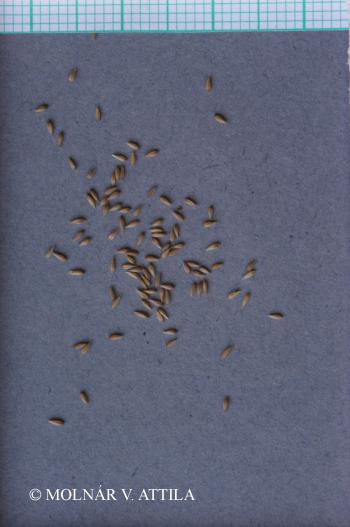 Phleum phleoides (L.) Karst. 3.Image