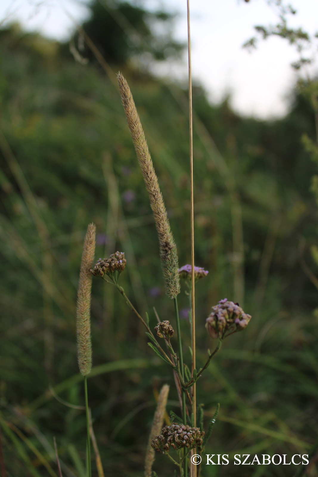 Phleum pratense agg.