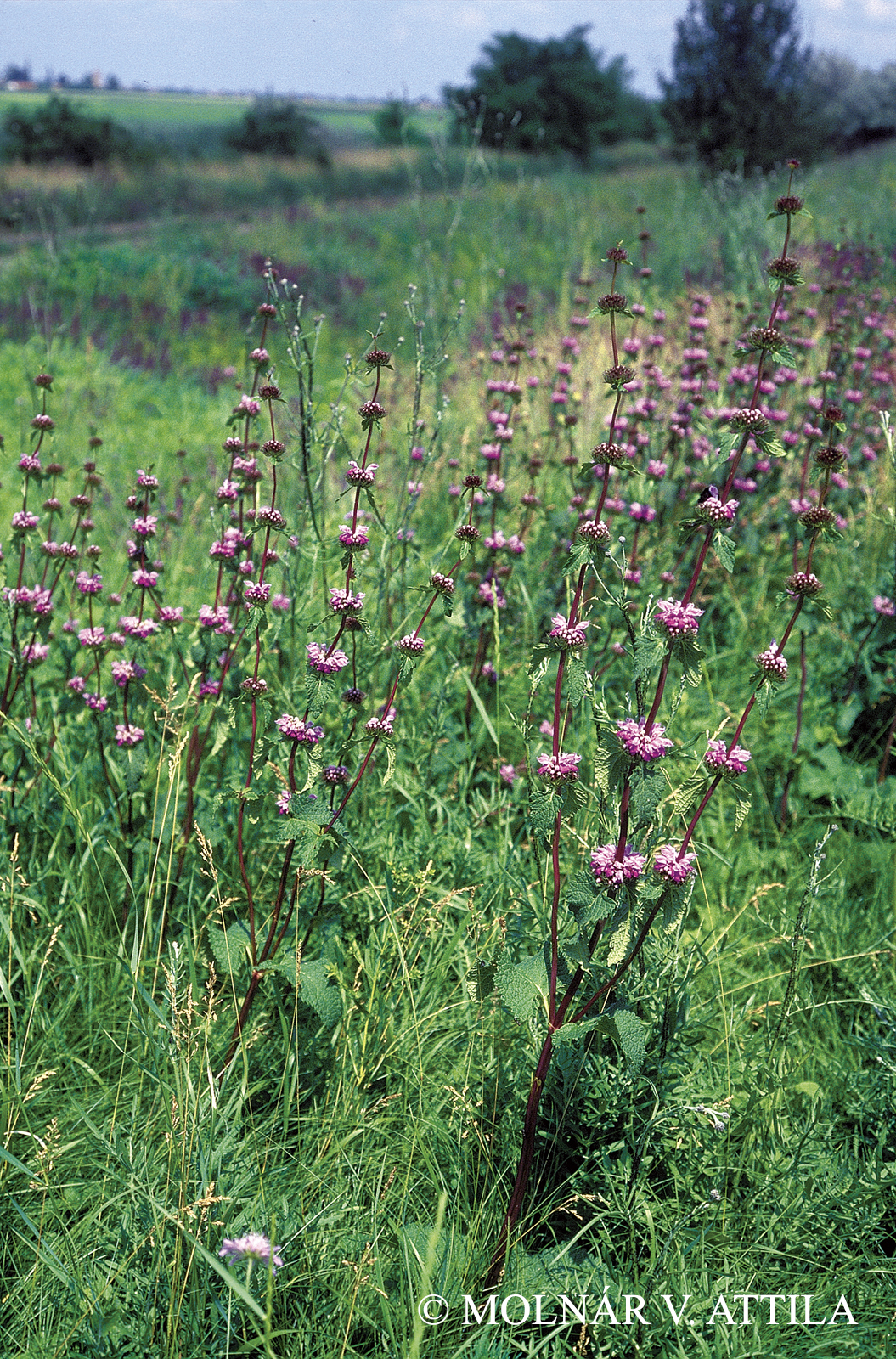 Phlomis tuberosa L.