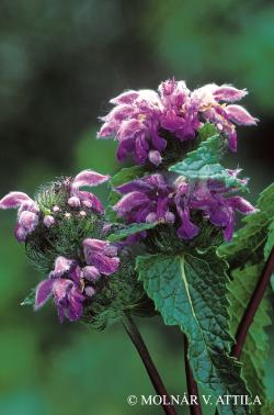 Phlomis tuberosa L. 2.Image