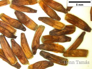 Phlomis tuberosa L. 4.Image