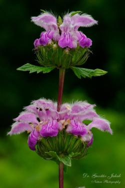 Phlomis tuberosa L. 3.Image