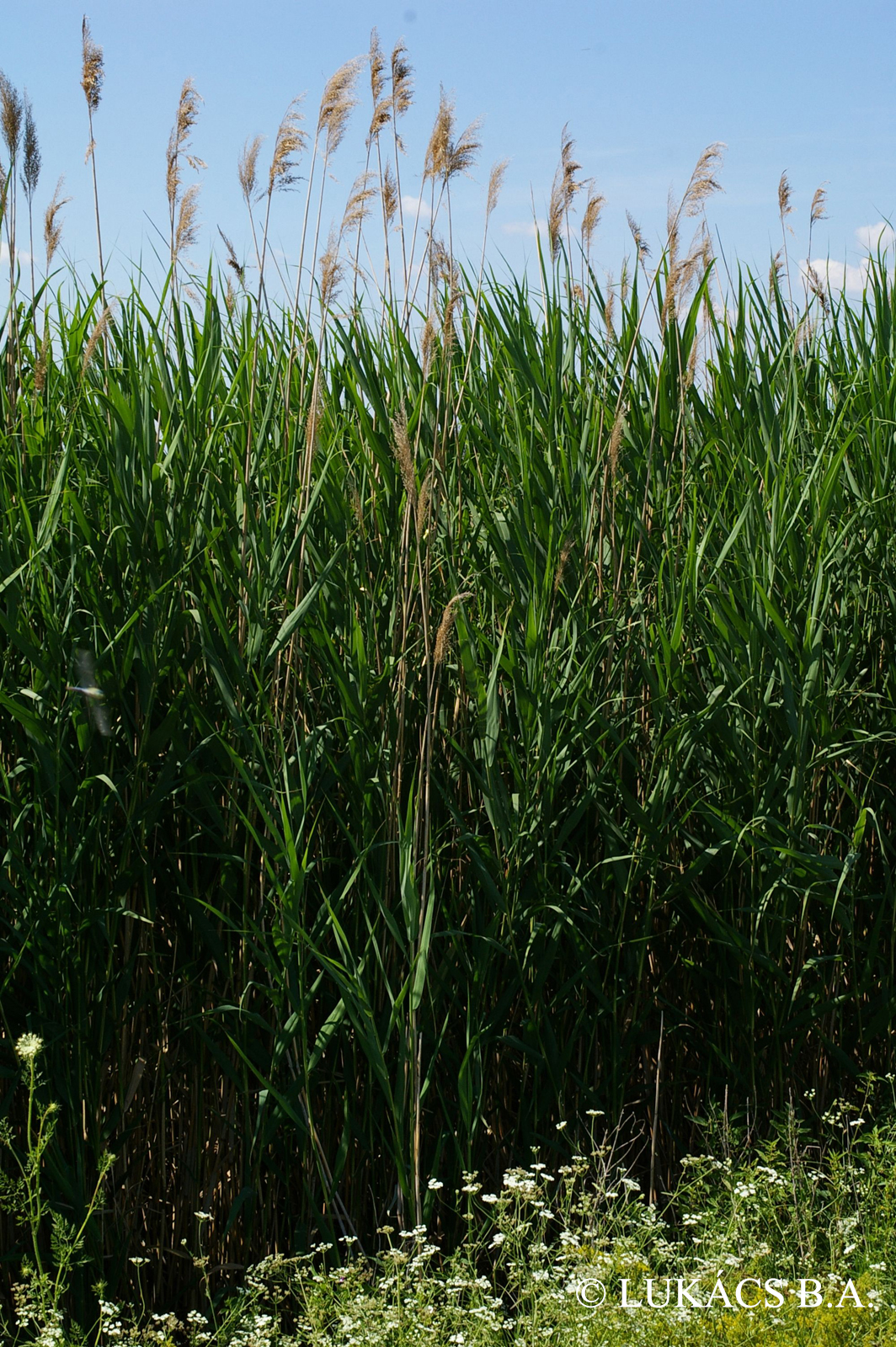 Phragmites australis (Cav.) Steud.