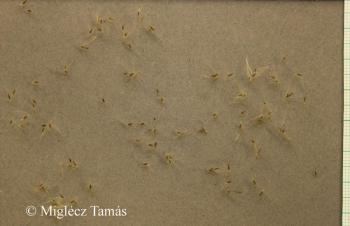 Phragmites australis (Cav.) Steud. 3.Image