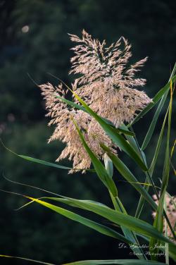 Phragmites australis (Cav.) Steud. 2.Image
