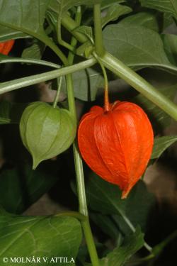 Physalis alkekengi L. 2.Kép