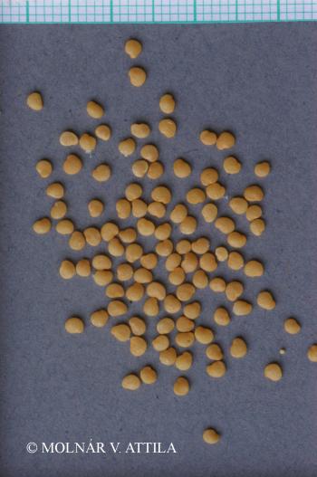 Physalis alkekengi L. 3.Kép