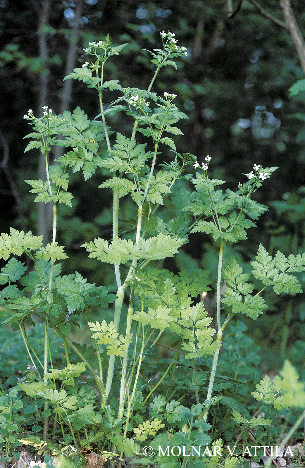 Physocaulis nodosus (L.) W.D.J. Koch