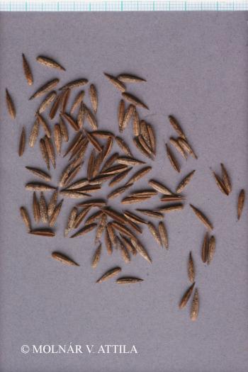Physocaulis nodosus (L.) W.D.J. Koch 2.Kép