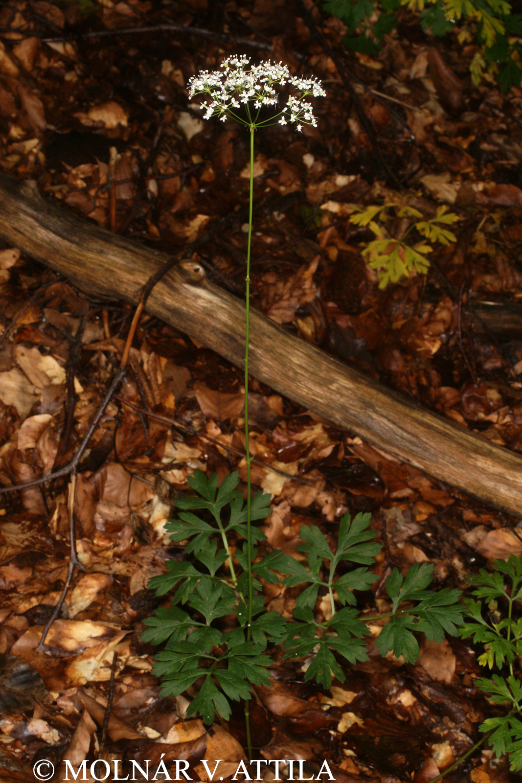 Physospermum cornubiense (L.) DC.