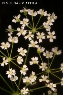 Physospermum cornubiense (L.) DC. 2.Kép
