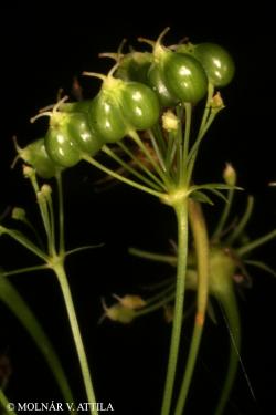 Physospermum cornubiense (L.) DC. 3.Kép
