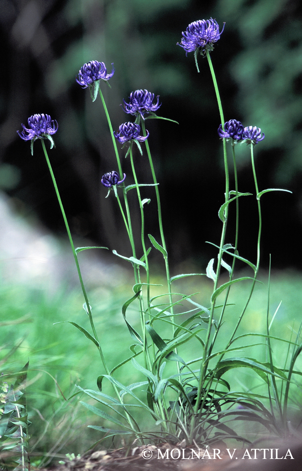 Phyteuma orbiculare L.