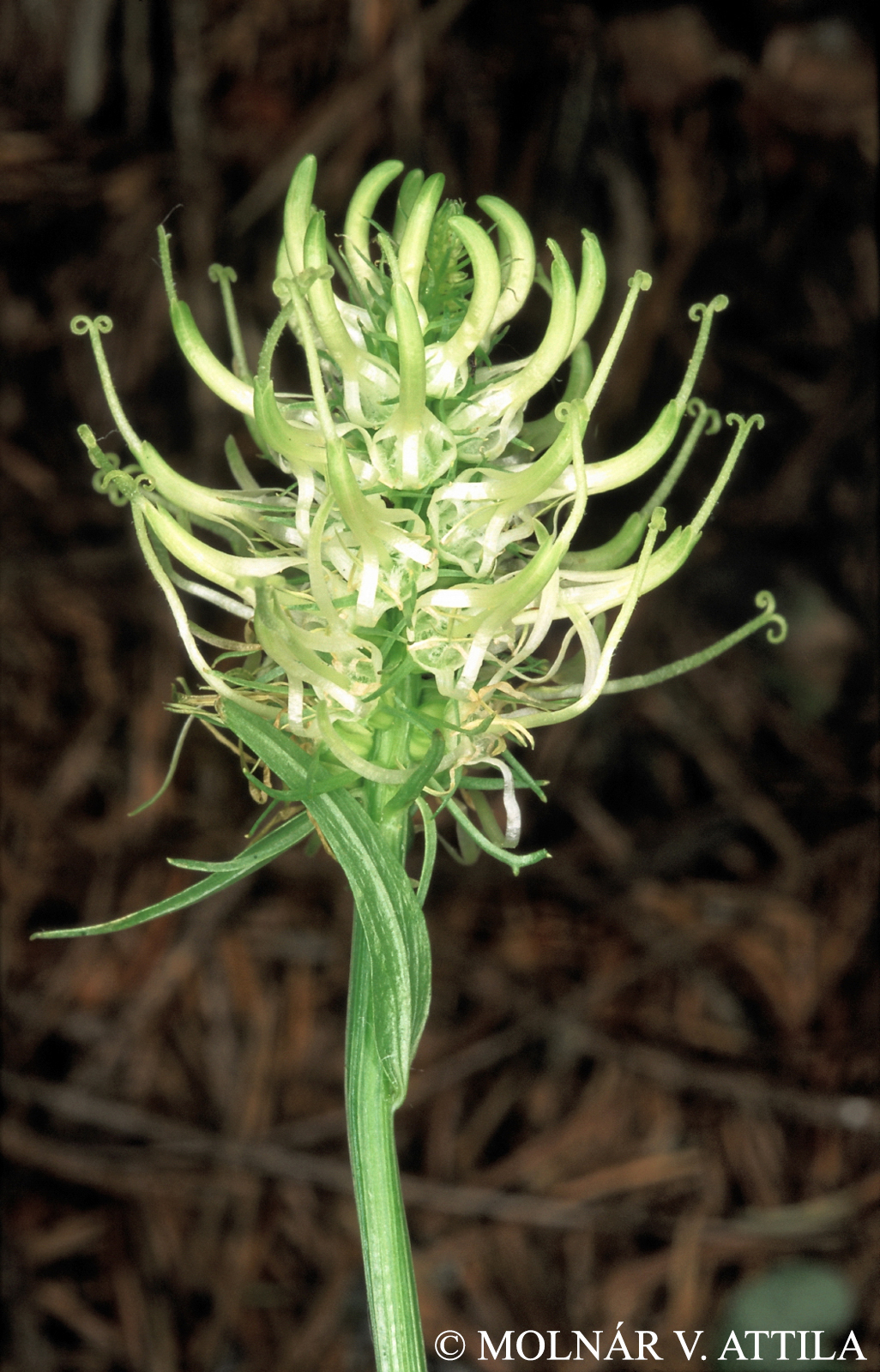 Phyteuma spicatum L.
