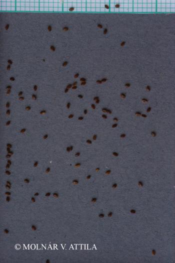 Phyteuma spicatum L. 2.Image
