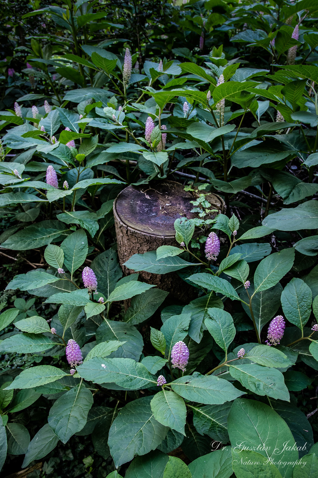 Phytolacca americana L.