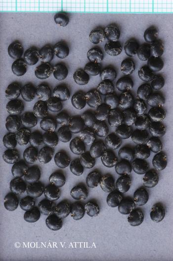 Phytolacca americana L. 2.Image