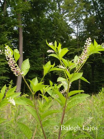 Phytolacca americana L. 3.Image
