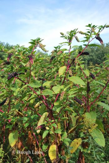 Phytolacca americana L. 4.Image
