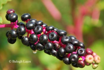 Phytolacca americana L. 5.Image
