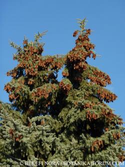 Picea pungens Engelm. 2.Image