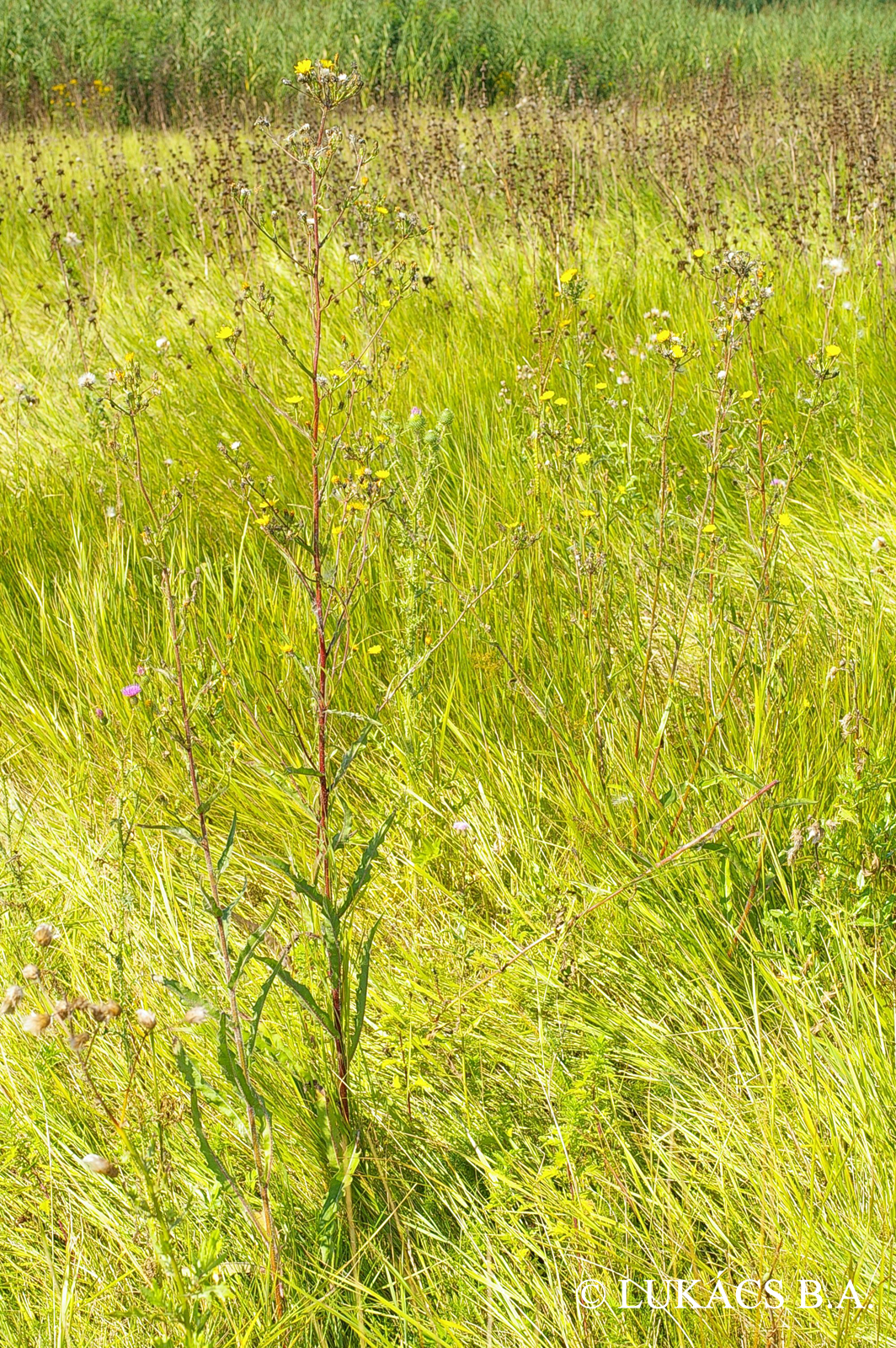 Picris hieracioides L.